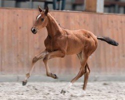 foal Million Miles GH (Oldenburg show jumper, 2024, from Million Dollar)