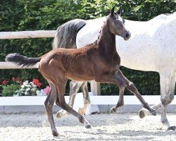 foal by Cantoná (Oldenburg show jumper, 2024, from Corlou PS)