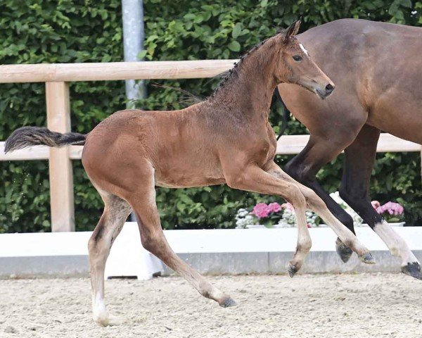 foal by Lima (Oldenburg show jumper, 2024, from Chaloubino PS OLD)