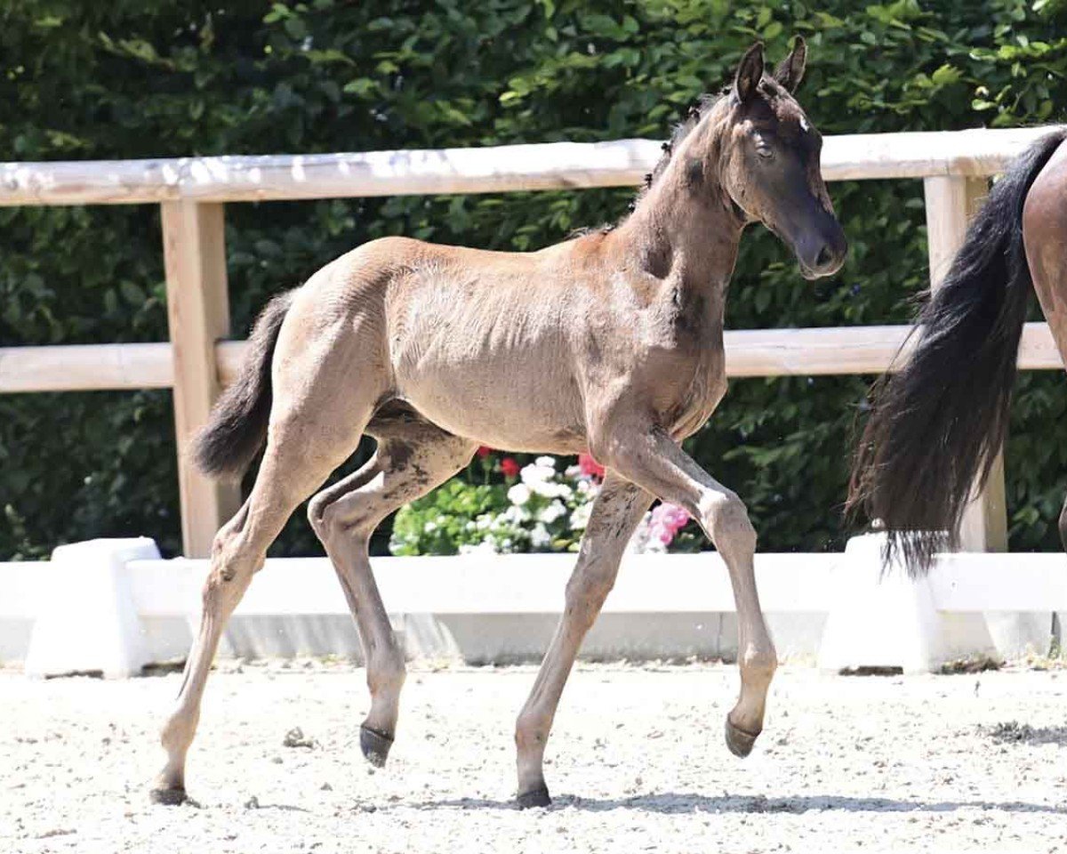 dressage horse Exellencio Ballante (Oldenburg, 2024, from Extreme U.S.)