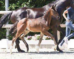 foal Escamilla (Oldenburg, 2024, from Escamillo)