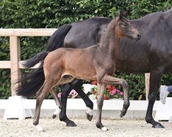 foal by For Final (Oldenburg, 2024, from For Romance I)