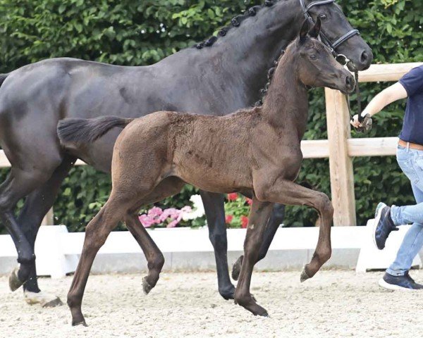 foal by Baghira (Oldenburg, 2024, from Bon Bolero OLD)