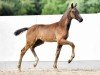 foal by Kurt Cobain (Oldenburg, 2024, from Kjento)