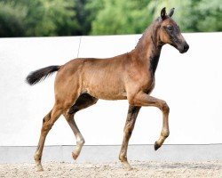 foal by Kurt Cobain (Oldenburg, 2024, from Kjento)