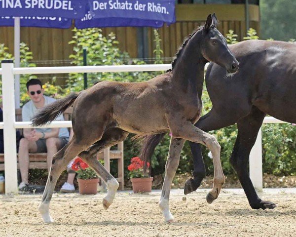 foal by Firlevranz (Oldenburg, 2024, from Feliciano)