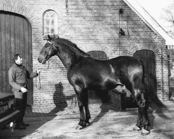 stallion Manningford Hermes (Cleveland Bay, 1964, from Coombegrove Zeus)