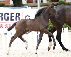 foal by Pia Negri (Oldenburg, 2024, from Bon Esprit)