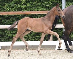 foal by El Salvatore (Oldenburg, 2024, from Escanto PS OLD)