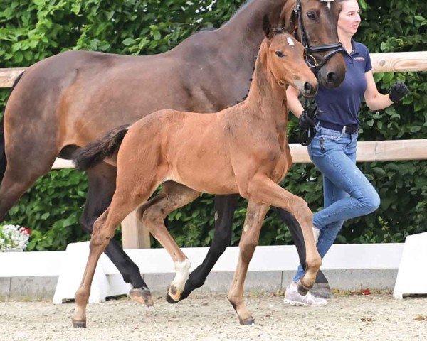 foal by Luiselle B (Oldenburg, 2024, from Red Viper)