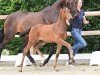 foal by Luiselle B (Oldenburg, 2024, from Red Viper)