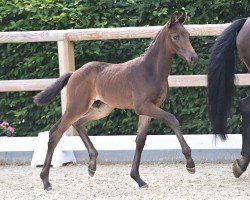 foal by Meril S (Oldenburg, 2024, from Bon Esprit)