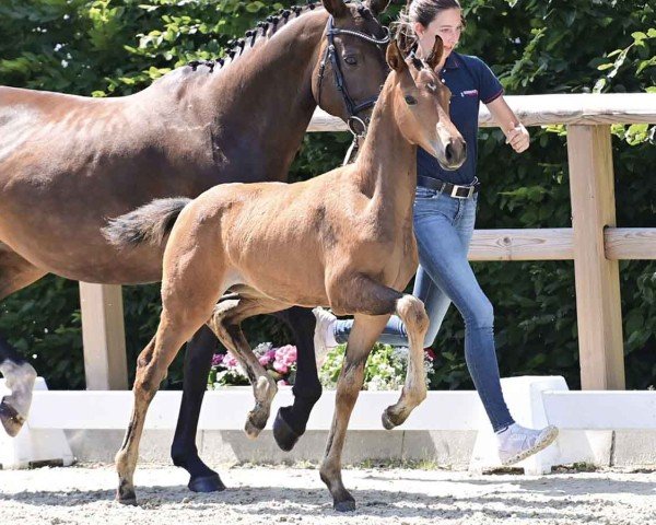 foal by Valencia Beauty (Oldenburg, 2024, from Viva Gold OLD)