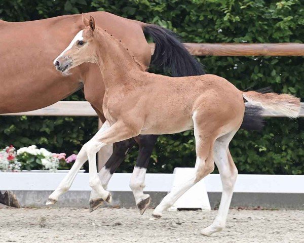 foal Emma (Oldenburg show jumper, 2024, from Esmeraldo FM)