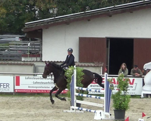 Reitturnier Achern 2024