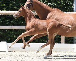 foal by Dallas (Oldenburg show jumper, 2024, from Diablue PS)