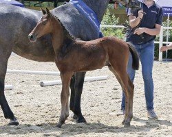 foal by Kamerad (Oldenburg show jumper, 2024, from Karajan)