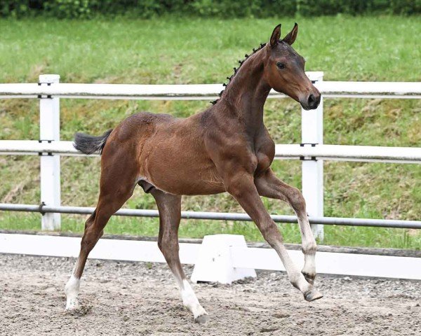 foal by Coolmore (Oldenburg show jumper, 2024, from Cornet’s Balou)