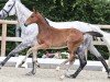 foal by Occala (Oldenburg show jumper, 2024, from Ogano Sitte)