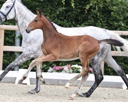 foal by Occala (Oldenburg show jumper, 2024, from Ogano Sitte)