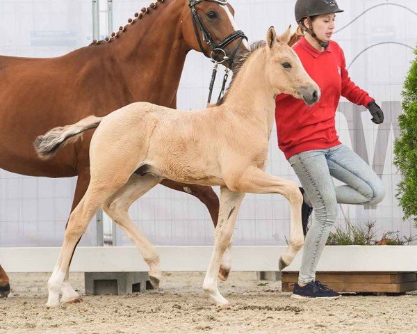 foal by G-Star B (German Riding Pony, 2024, from Gold Garant)