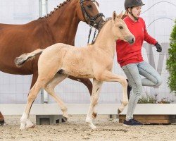 Fohlen von G-Star B (Deutsches Reitpony, 2024, von Gold Garant)