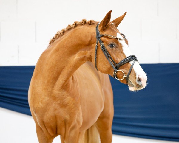 dressage horse Zenjin HL (Hanoverian, 2022, from Zoom)