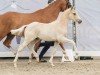 Fohlen von Götterfunke W (Deutsches Reitpony, 2024, von Golden Grey NRW)