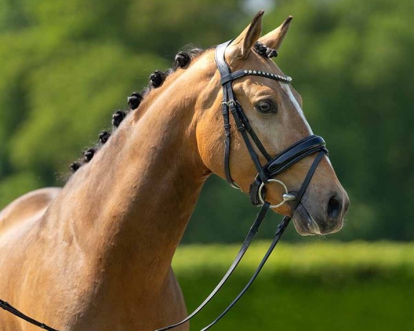 Dressurpferd Dear Valentin PL (Deutsches Reitpony, 2020, von FS Don Juan de Luxe)