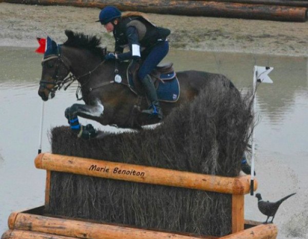 Pferd Olaf Schueracher (Connemara-Pony, 2002, von Cheviot Midas)