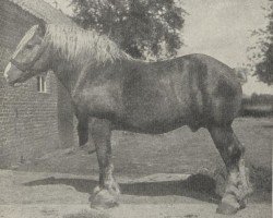 stallion Cavalier de Grubben (Brabant/Belgian draft horse, 1917, from Indigène de Wisbecq)