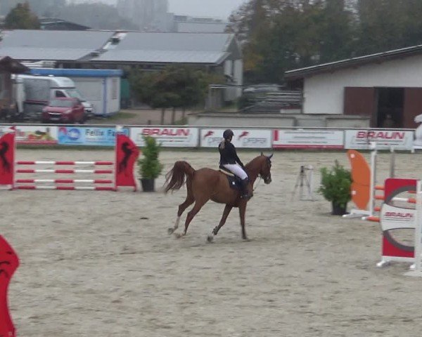 Reitturnier Achern 2024