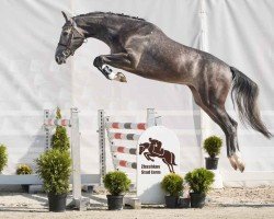 jumper Classic Girl (Westphalian, 2022, from Cornet Obolensky)