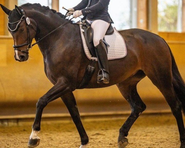 dressage horse Bonne Annie (Hanoverian, 2017, from Bon Coeur)