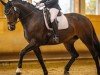 dressage horse Bonne Annie (Hanoverian, 2017, from Bon Coeur)