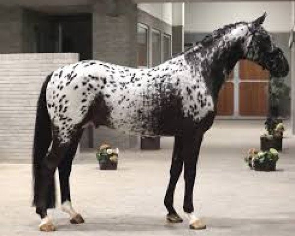 stallion Spotilas Boesgaard (Knabstrupper, 2019, from Totilas)