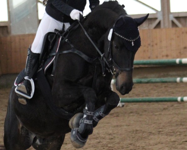 Dressurpferd Dutchman's Dancer (Deutsches Reitpony, 2011, von Dutchman's Lord)