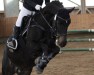 dressage horse Dutchman's Dancer (German Riding Pony, 2011, from Dutchman's Lord)