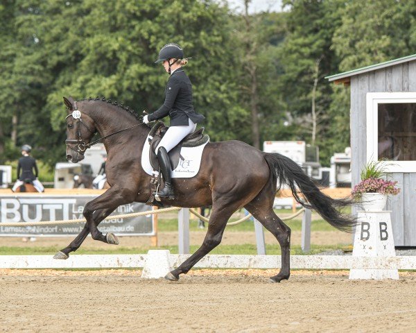 dressage horse Morgentau 11 (Hanoverian, 2020, from Maracana)