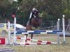 jumper Deniro 16 (German Riding Pony, 2007, from Domiro)