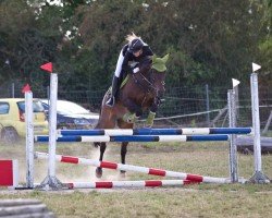 jumper Deniro 16 (German Riding Pony, 2007, from Domiro)