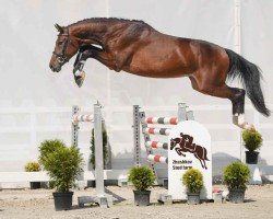 jumper Dujardin (Westphalian, 2022, from Deep Purple van de Molendreef)