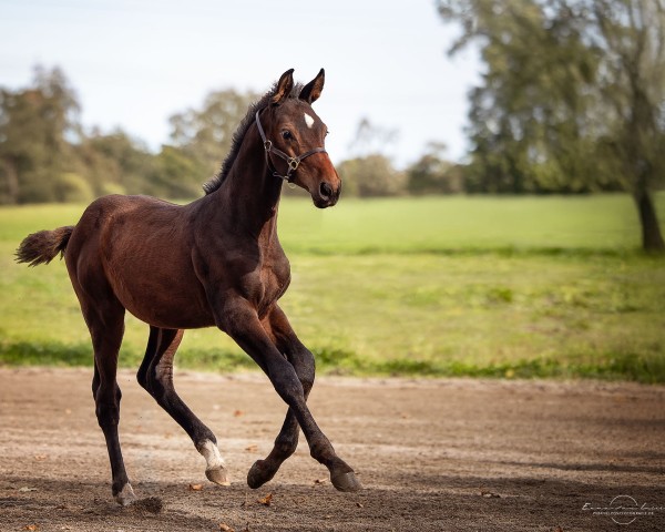 foal by Chubidam (Holsteiner, 2024, from Chubakko)