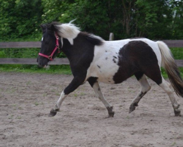 broodmare Hasenkrugs Lillyfee (Dt.Part-bred Shetland pony, 2012, from Flaps)