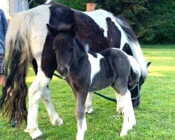 horse Maikäfer (Dt.Part-bred Shetland pony, 2024, from Maarschalk v. d. Kortenhof)