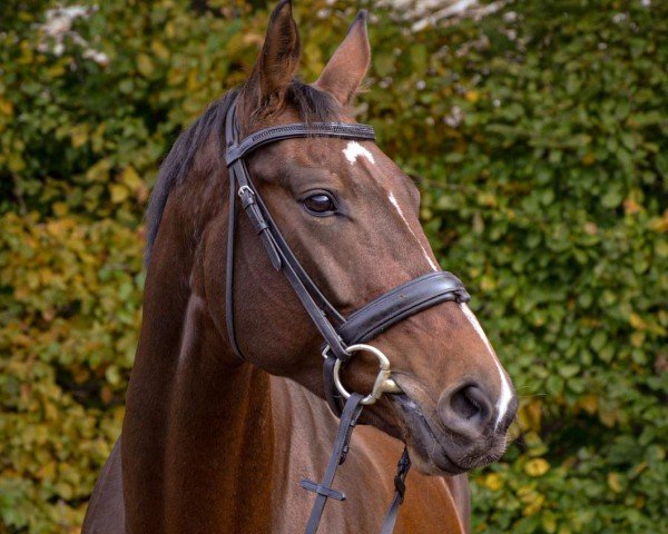 broodmare Florentina J (German Sport Horse, 2018, from Fuechtels Floriscount OLD)