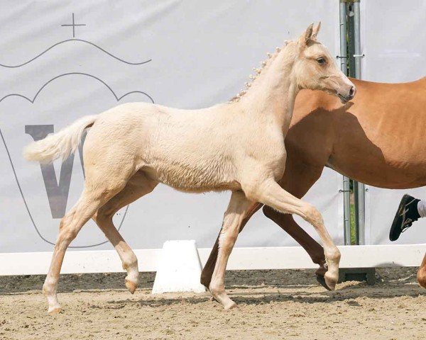 foal by Herzilein B (German Riding Pony, 2024, from Herzgold D NRW)