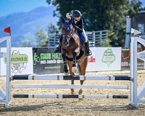 Springpferd Collindra V. Schloesslihof CH (Schweizer Warmblut, 2011, von Collindro R)