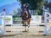 Springpferd Collindra V. Schloesslihof CH (Schweizer Warmblut, 2011, von Collindro R)