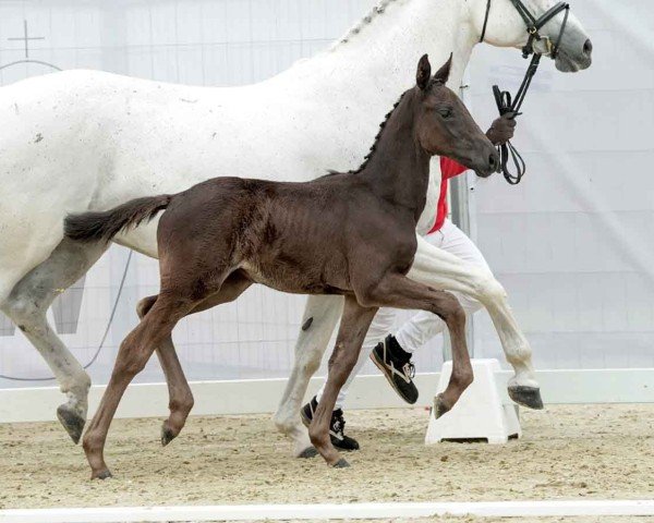 Fohlen von J'adore Noir K (Westfale, 2024, von Jaguar van de Berghoeve)